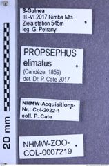 Etiketten zu Propsephus elimatus (Candèze, 1859) (NHMW-ZOO-COL-0007219)